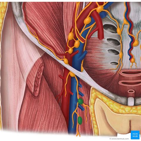 girls private part pic|External female genitalia: Anatomy and blood supply .